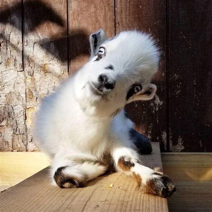 Leanne Lauricella: From Successful New York City Event Planner to Creating Goats of Anarchy