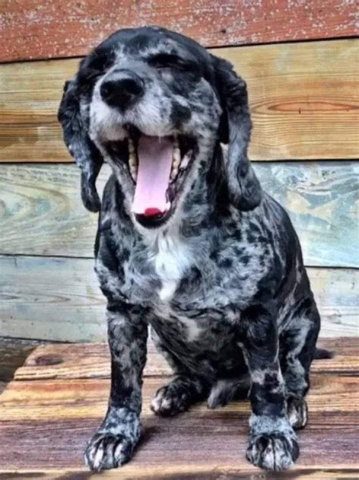 Lee Dahlberg Pets - Celebrity Pets