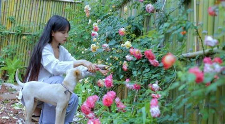 Li Ziqi Pets - Celebrity Pets