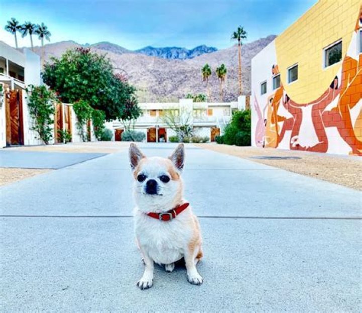 Little Chihuahua Miami Traveller Dog has been Jet Setting For 10 years