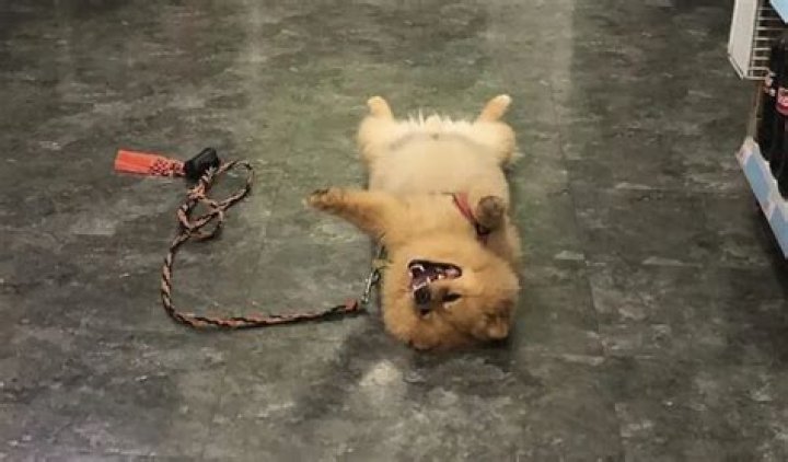Lord Leo the Lazy Pom – World champion of playing dead