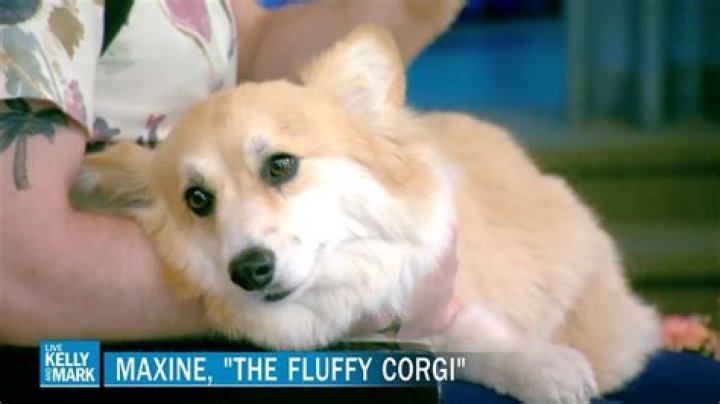 Maxine dog the Fluffy Corgi - Age, Family, Bio