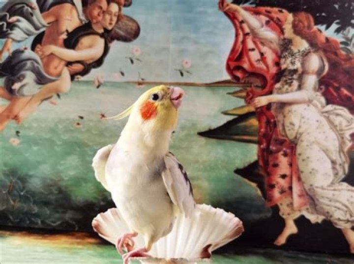 Meet Mr. Lubitsch, the opera-singing parrot