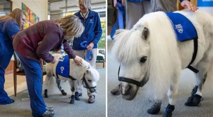 Meet Munchkin, Mayo Clinic’s First Mini Therapy Horse
