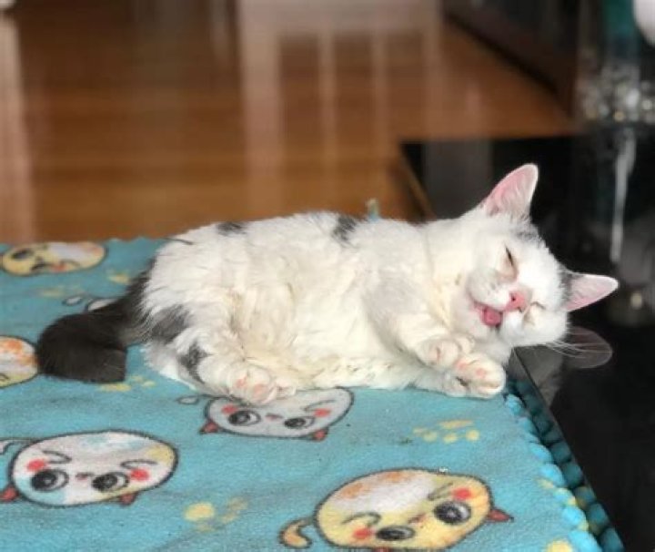 Meet Potato: The Blind Dwarf Munchkin Cat Who Was Rescued & Healed