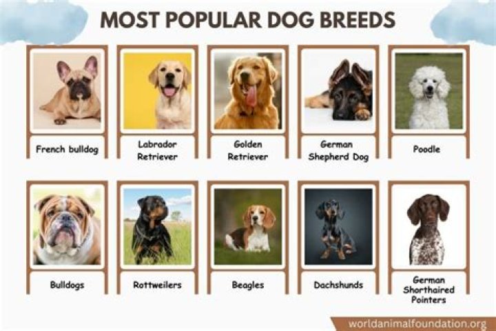 Meet the Most Famous Dogs in America