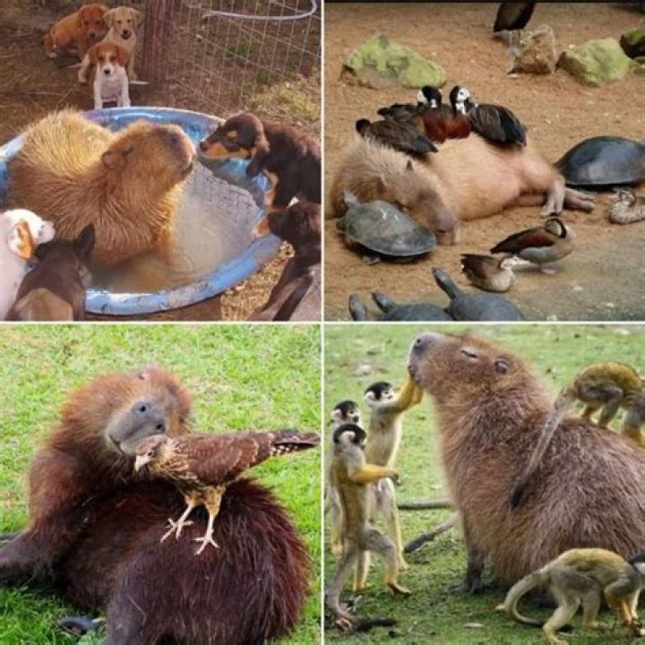 Oyen the Ginger Cat Joins a Capybara Family, Then the Malaysian Zoo Makes It Official