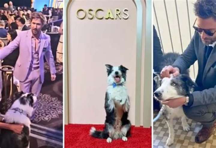 Pawstruck: Ryan Gosling, Bradley Cooper, and Emma Stone Meet Messi, Canine Actor From ‘Anatomy of a Fall’