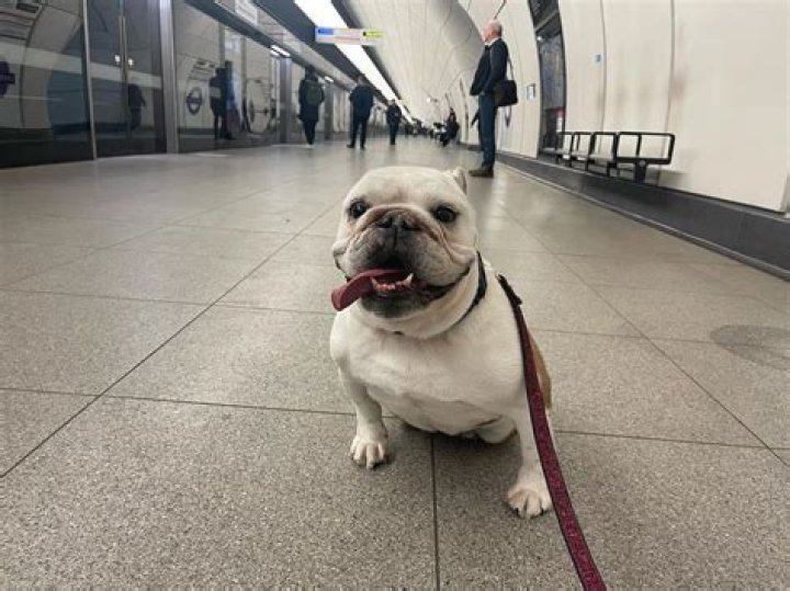 Pearl Davis Pets - Celebrity Pets