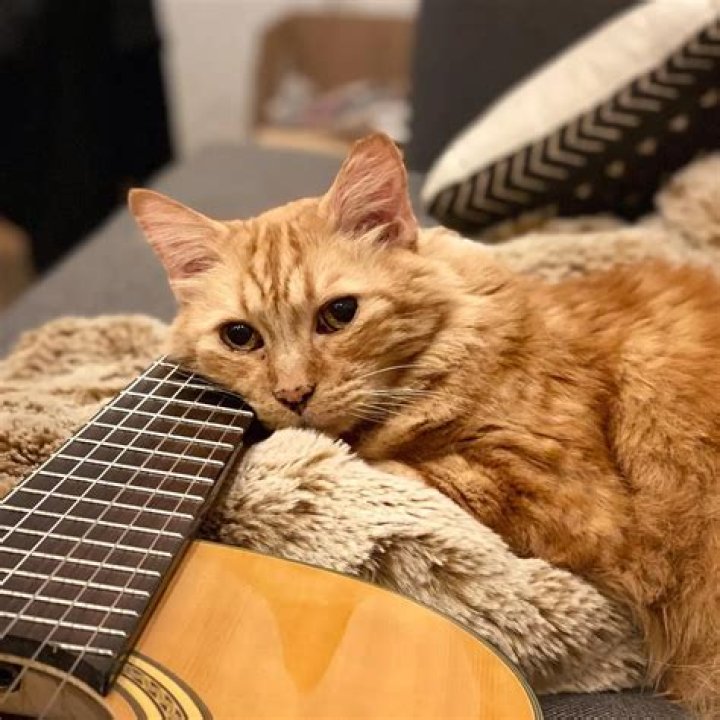 Rebecca Sugar Pets - Celebrity Pets