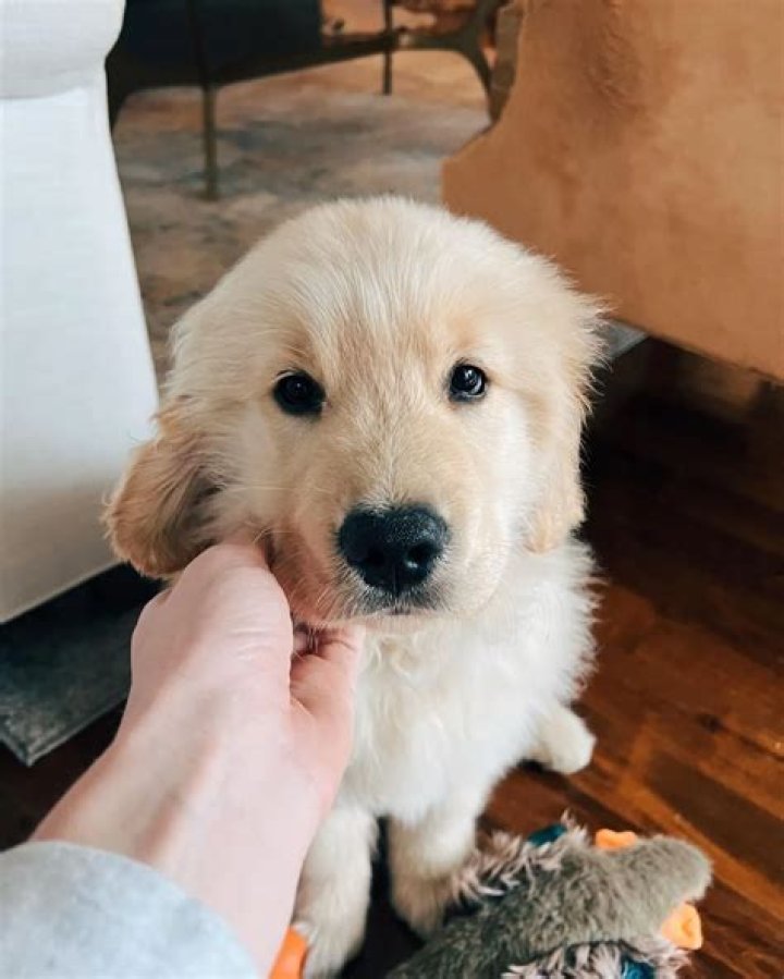 Ree Drummond Pets - Celebrity Pets