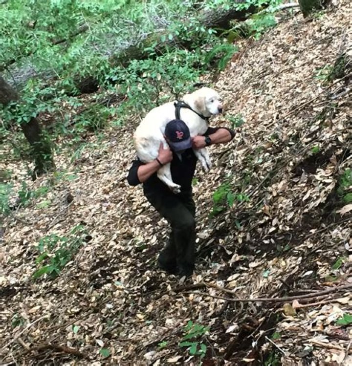 Sage The Blind Dog’s Amazing Rescue After a Week Lost in the Woods