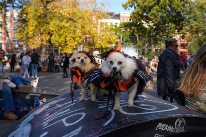 See the Cute Canine Costumes From the 2023 Tompkins Square Halloween Dog Parade in New York City
