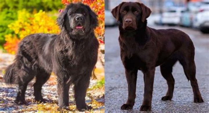 Sienna Miller gave away her Newfie dog Nana when she got too big: ugh?