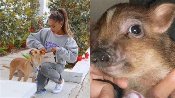 Singer Ariana Grande and her collection of pet dogs and one pig!
