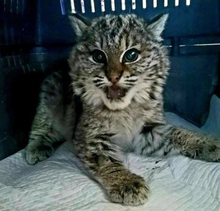 Smuckers the Cat saves baby bobcat by donating blood