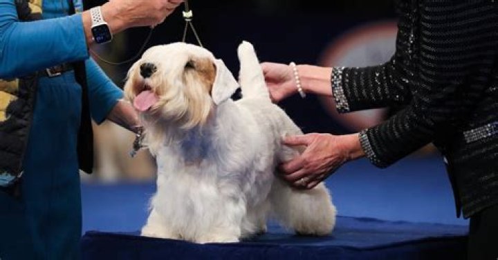 Stache the Sealyham terrier is the winner of this year’s National Dog Show