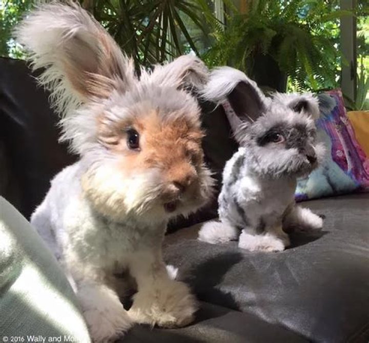 Suki and Otis are the cutest bunnies you will ever see