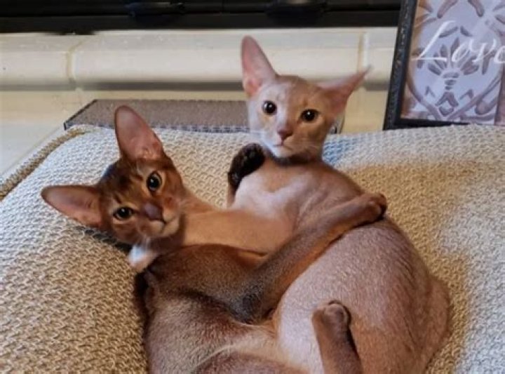 Tango and Cash – Two crazy Abyssinian cat brothers
