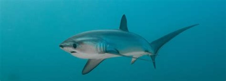 
Tennessee Thresher’s Parents Belongs To Guyanese Descent, Explore Her Family Details! 