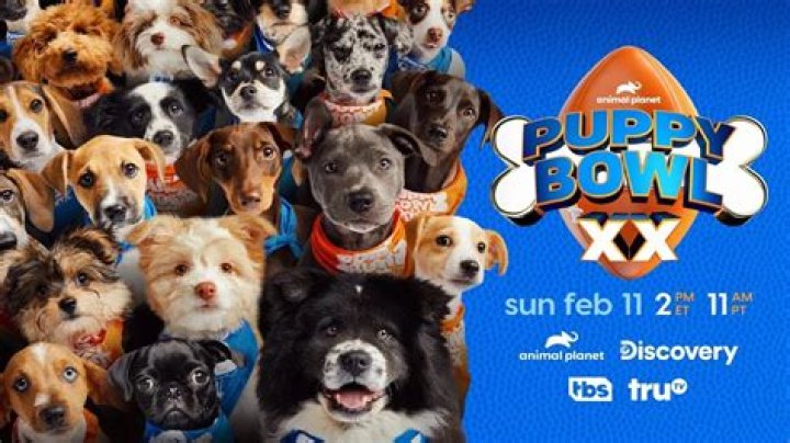The 2024 Puppy Bowl winner is Team Ruff, did they play fair?