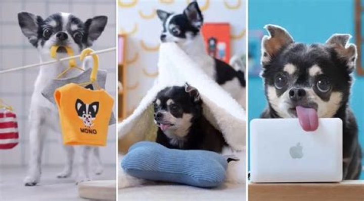 The Adorable Home Life of Chihuahuas Ao & Mono