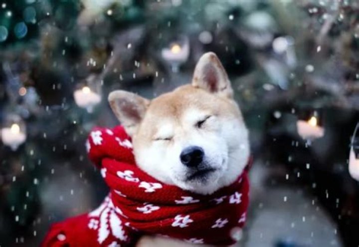 Top 5 Reasons Pets Make Winter Better