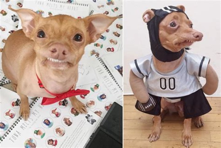 Tuna the Chiweenie Has a Line of Merchandise, Modeling Contracts, and a Book Deal
