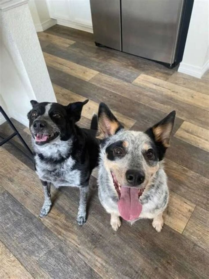 Two Smart Dogs Reinvent The Game of Fetch