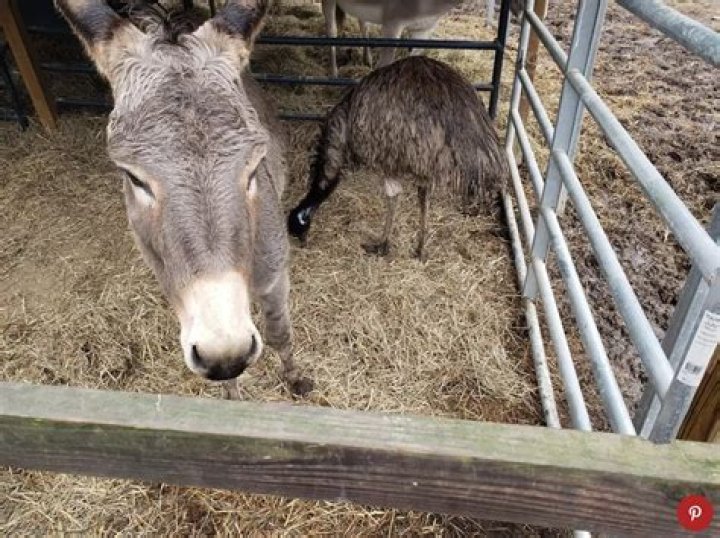 Unlikely Animal Friendship: Jack and Diane, the Donkey-Emu Pair Will Melt Your Heart