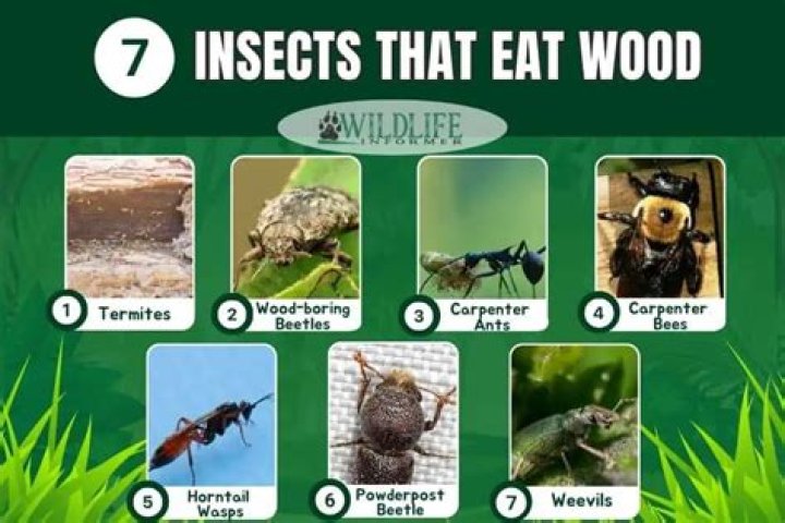 What animal eats wood in your house?