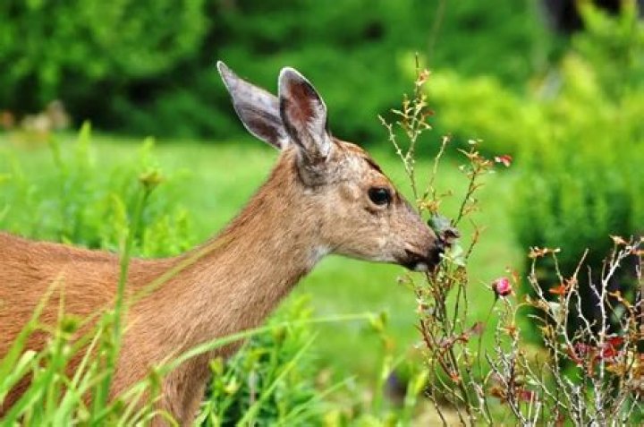 What animals eat rose buds?