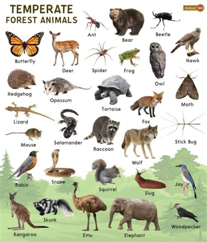 What animals live in the temperate coniferous forest?