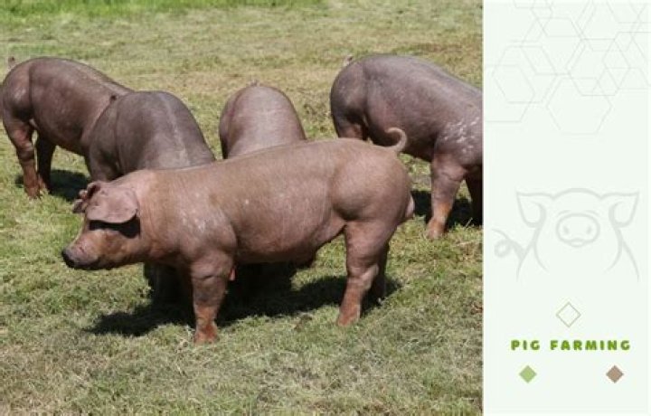 What are Duroc pigs used for?