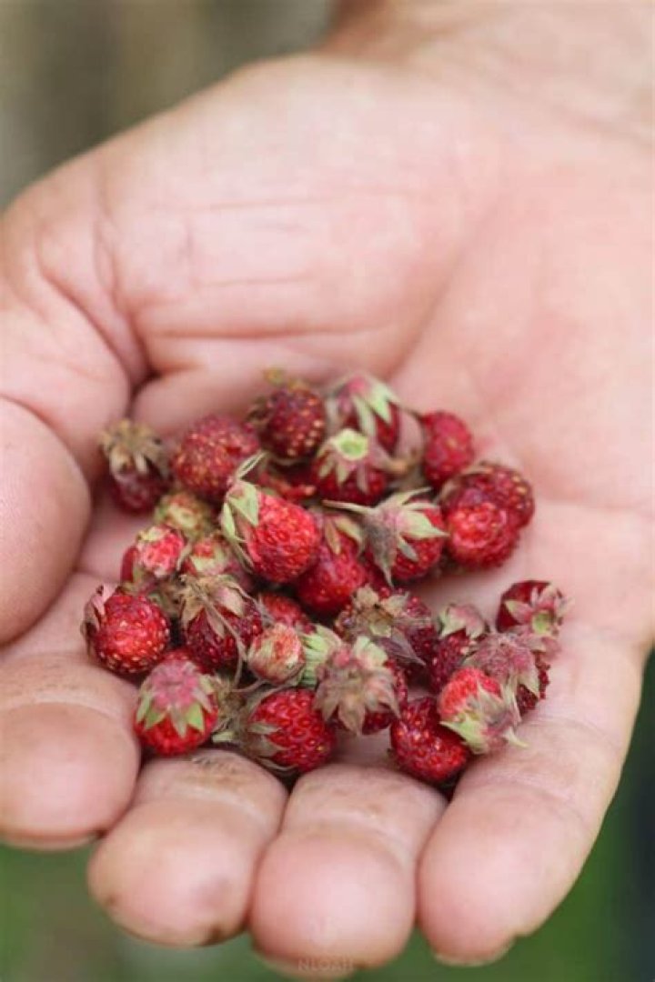 What are mock strawberries good for?