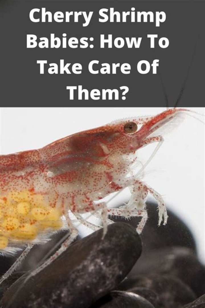 What are shrimp babies called?