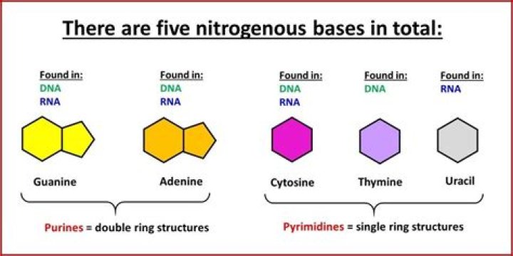 What base is found in RNA and not DNA?