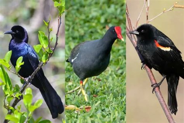 What bird is black and white with a red beak?