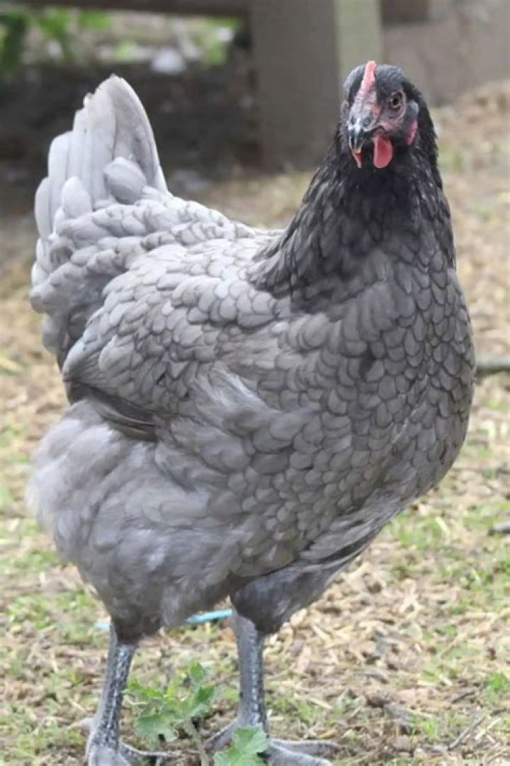 What breed of chicken is GREY?