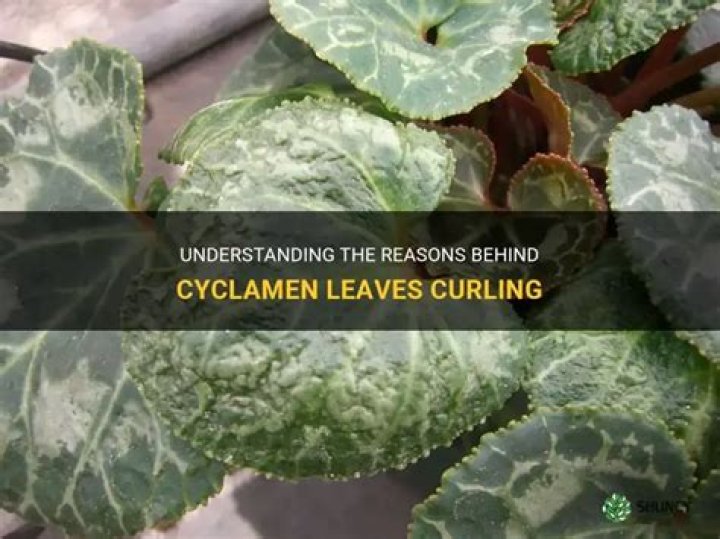 What causes cyclamen leaves to curl?