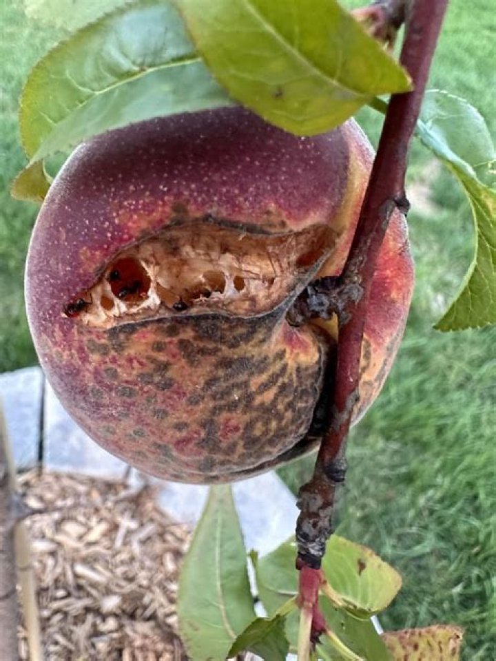 What causes peaches to split?