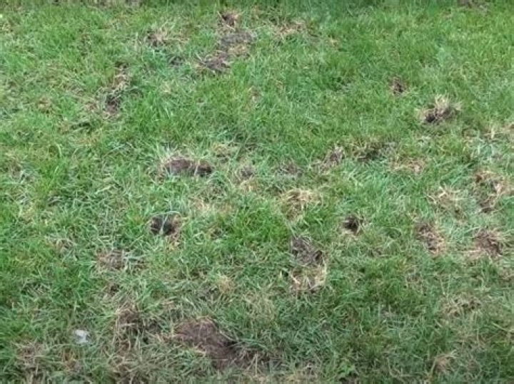 What causes small round holes in yard?