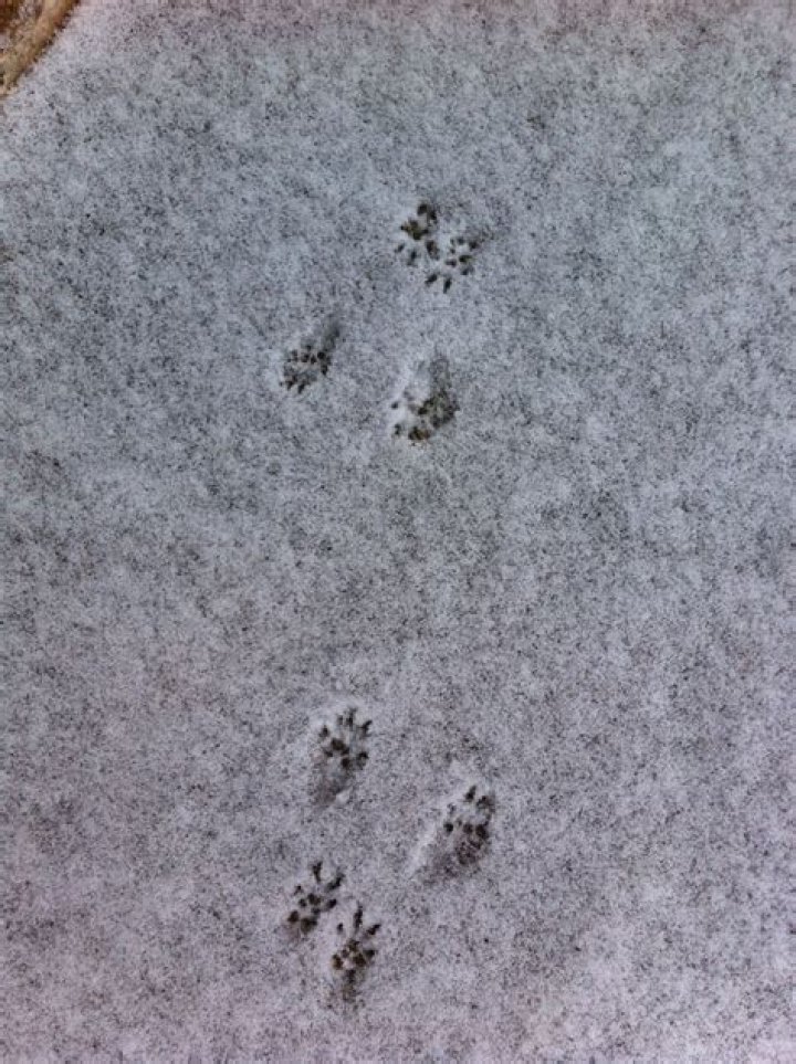 What do chipmunk footprints look like?