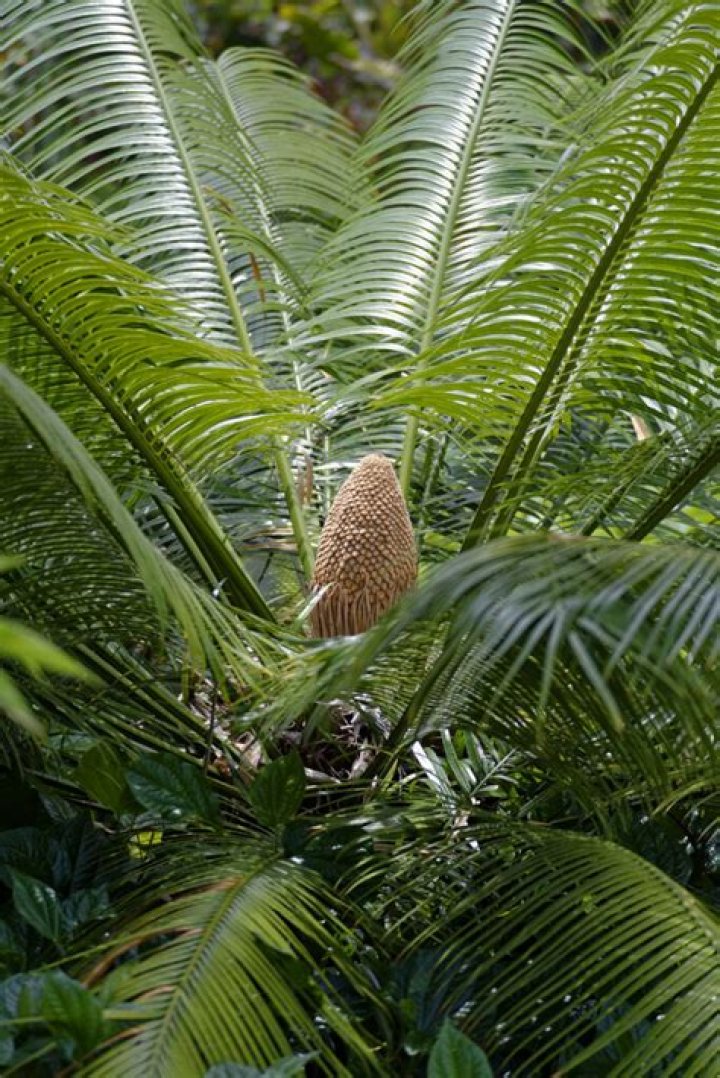 What do you mean by cycads and conifers?