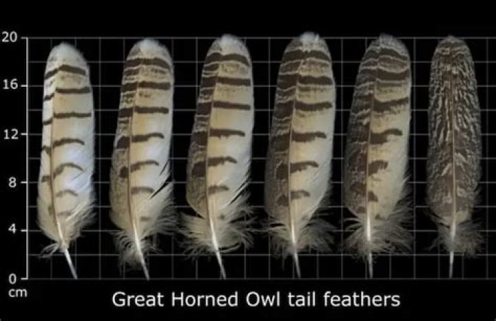 What does a great horned owl feather look like?