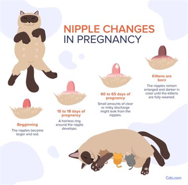 What does a nipple shadow mean?