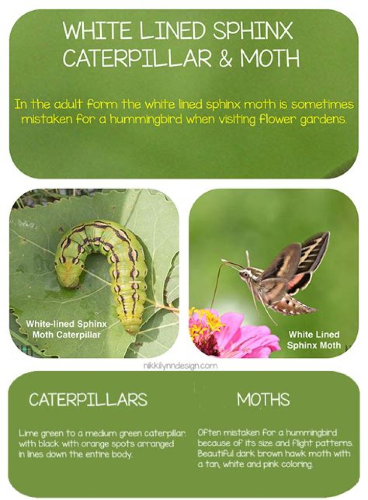 What does a tersa sphinx caterpillar eat?