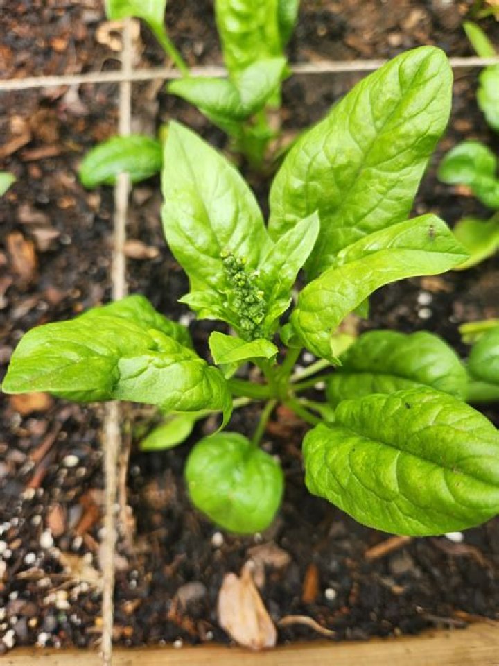 What does bolting spinach look like?