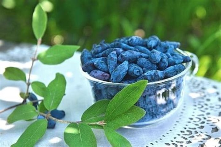 What does Haskap taste like?