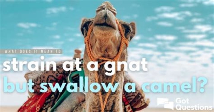 What does it mean to strain at a gnat but swallow a camel?